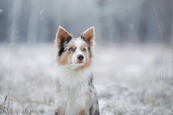 Собака зимой в лесу. Послушный пограничный колли в природе — стоковое фото