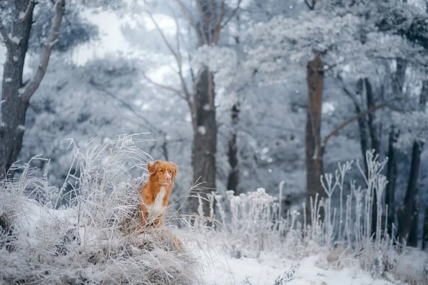 Perro en un bosque nevado. Mascotas en invierno en la naturaleza. Retriever de peaje de pato de Nueva Escocia — Foto de Stock