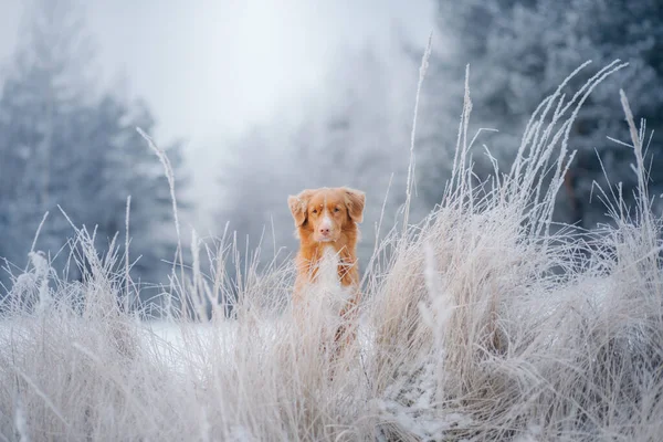 Hund in einem verschneiten Wald. Haustier im Winter in der Natur. Nova Scotia Duck Tolling Retriever — Stockfoto