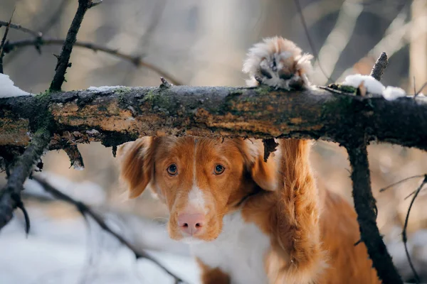 Karlı bir ormanda köpek. Nova Scotia Duck Retriever patilerini bir kütüğe koydu. — Stok fotoğraf