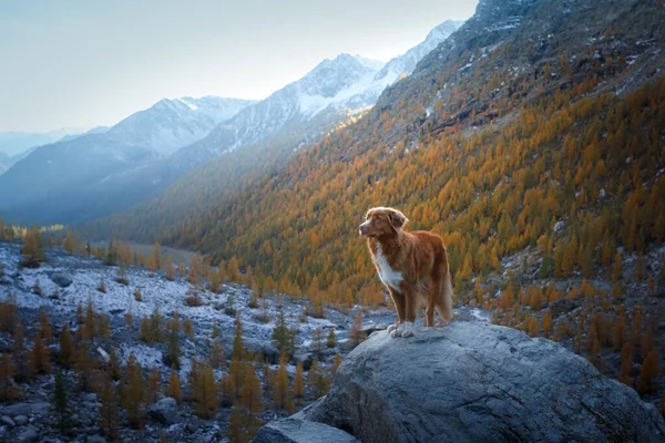 Hund in den Bergen. Nova Scotia Duck Tolling Retriever auf dem Gipfel der Felsen bei Sonnenuntergang. . Wandern mit einem Haustier — Stockfoto