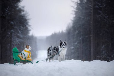 Kışın büyük ve küçük iki köpek. Jack Russell Terrier ve Sınır Collie 