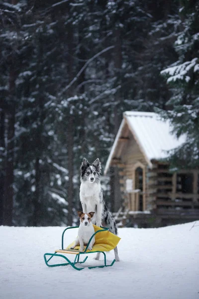 Dwa psy duże i małe w zimie. Jack Russell Terrier i graniczny Collie — Zdjęcie stockowe