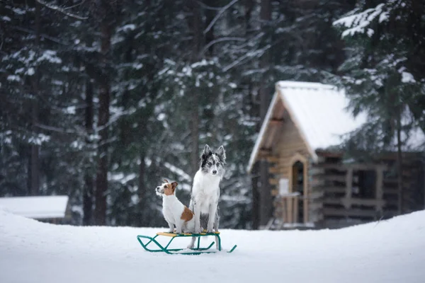 冬には大小2匹の犬が。ジャック・ラッセル・テリアとボーダー・コリー — ストック写真