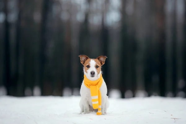 Pies zimą w śniegu. Jack Russell Terrier w żółtym szaliku. — Zdjęcie stockowe