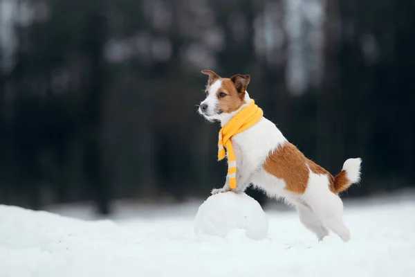 多雪的冬天，狗会成为雪人。Jack Russell Terrier穿着围巾. — 图库照片