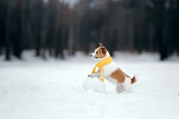 Pies w śnieżnej zimie robi bałwana. Jack Russell Terrier w szaliku. — Zdjęcie stockowe