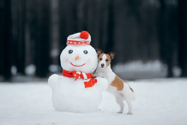 Собака в снежную зиму делает снеговика. Джек Рассел Терьер в шарфе. — стоковое фото
