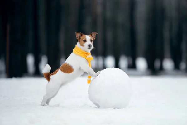 Pies w śnieżnej zimie robi bałwana. Jack Russell Terrier w szaliku. — Zdjęcie stockowe