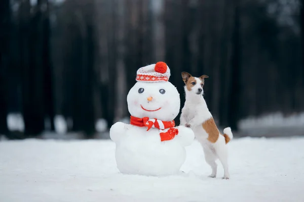 Karlı kışta köpek kardan adam yapar. Eşarplı Jack Russell Terrier. — Stok fotoğraf