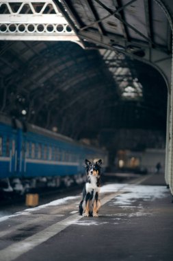 Köpek kışın tren istasyonunda. Bir evcil hayvanla seyahat