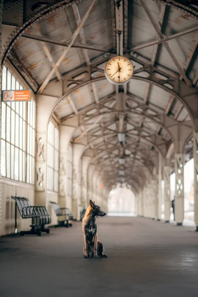 Dog at the train station in winter. Belgian shepherd outdoors — Stock Photo, Image