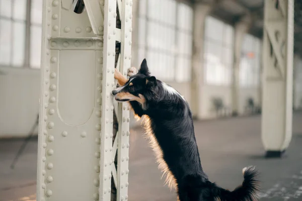 Cane alla stazione ferroviaria in inverno. viaggiare con un animale domestico — Foto Stock