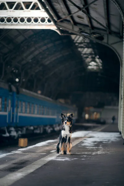 Dog at the train station in winter. traveling with a pet — Stock Photo, Image