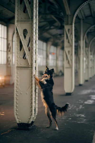 Dog at the train station in winter. traveling with a pet — Stock Photo, Image