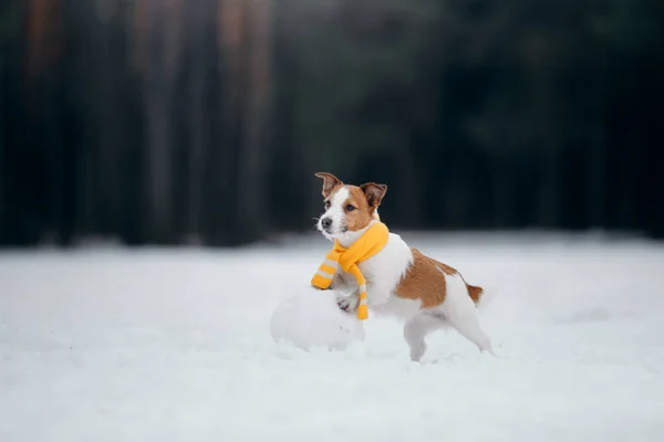 Pies w śnieżnej zimie robi bałwana. Jack Russell Terrier w szaliku. — Zdjęcie stockowe