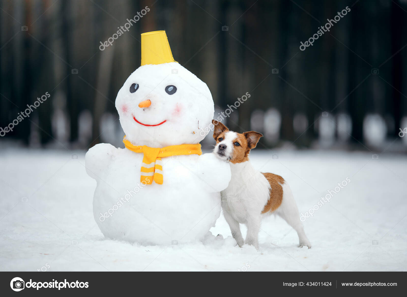 雪の冬の犬は雪だるまを作る スカーフのジャック ラッセル テリア ストック写真 C Averyanova