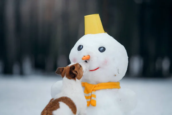 Pies w śnieżnej zimie robi bałwana. Jack Russell Terrier w szaliku. — Zdjęcie stockowe