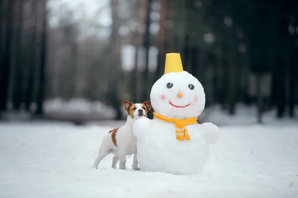 Pies w śnieżnej zimie robi bałwana. Jack Russell Terrier w szaliku. — Zdjęcie stockowe