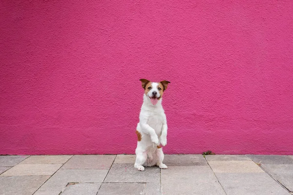 Собака на розовом фоне стены. Путешествуешь со своим питомцем. Смешной Джек Рассел-терьер — стоковое фото