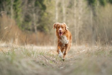 Köpek tarlada koşar. Doğada aktif bir hayvan. Nova Scotia Duck Tolling Retriever