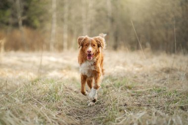 Köpek tarlada koşar. Doğada aktif bir hayvan. Nova Scotia Duck Tolling Retriever