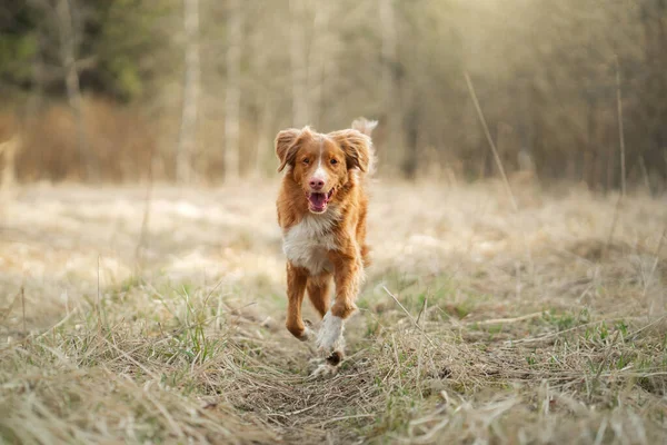 Pes běhá po poli. Aktivní mazlíček v přírodě. Nova Scotia Duck Tolling Retriever — Stock fotografie