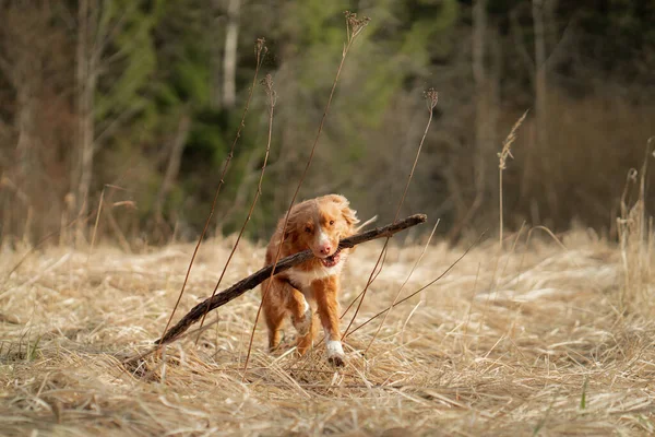 El perro corre en el campo. Activa mascota en la naturaleza. Retriever de peaje de pato de Nueva Escocia — Foto de Stock