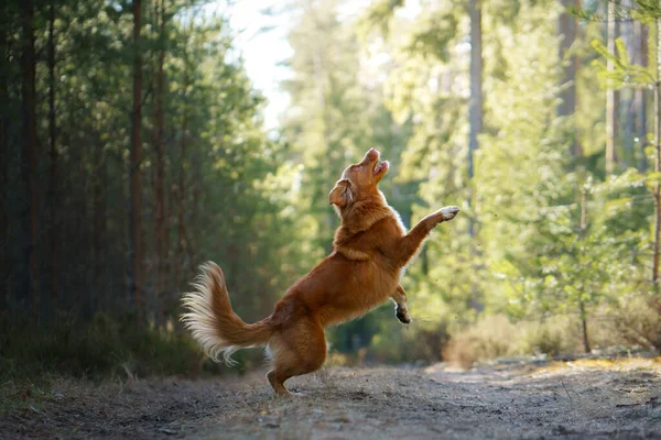 Dog jumping in the forest. Duck Retriever in nature. Pet friendship — Stock Photo, Image