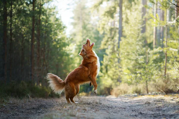 Dog jumping in the forest. Duck Retriever in nature. Pet friendship — Stock Photo, Image