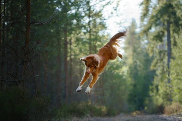 Köpek ormanda zıplıyor. Ördek Avcısı doğada. Hayvan dostluğu — Stok fotoğraf
