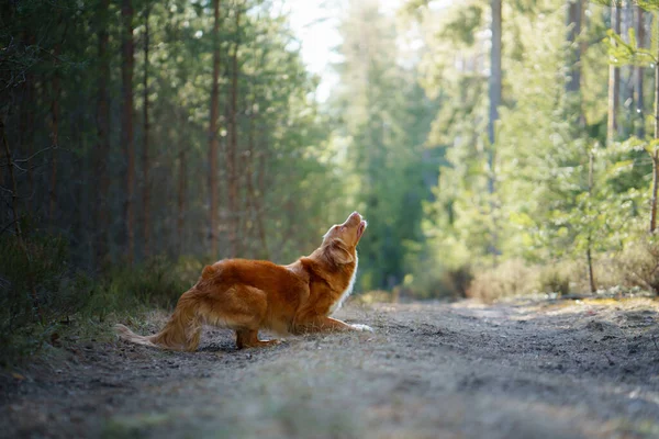 Dog jumping in the forest. Duck Retriever in nature. Pet friendship — Stock Photo, Image