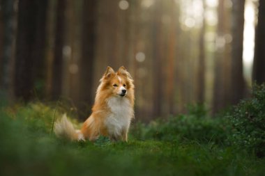 Ormandaki köpek. Doğada evcil hayvan. 
