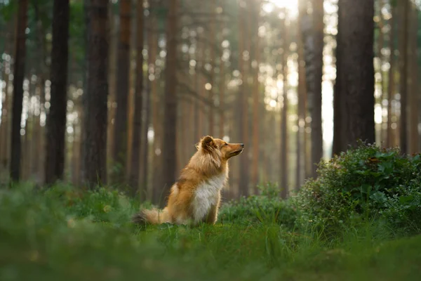 Hond in het bos. Huisdier over de natuur. — Stockfoto