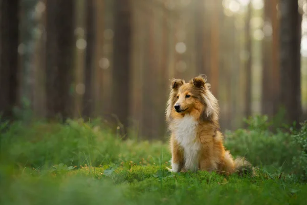 Ormandaki köpek. Doğada evcil hayvan. — Stok fotoğraf