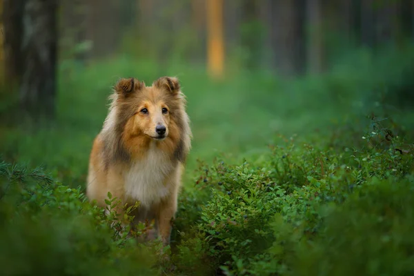Hund im Wald. Haustier in der Natur. — Stockfoto
