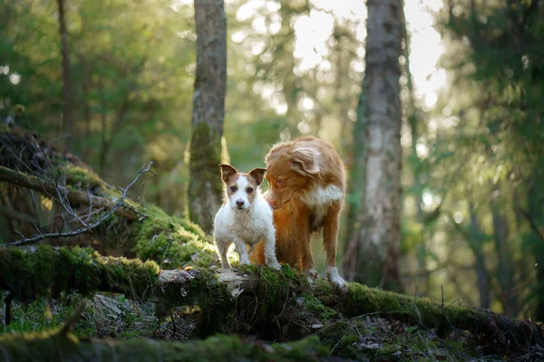 Két kutya együtt az erdőben. Jack Russell Terrier kacsavadász a természetben. Állati barátság — Stock Fotó