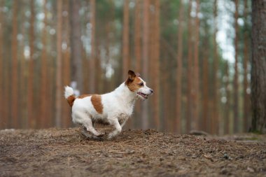 Köpek çam ormanında koşar. Doğada küçük aktif Jack Russell
