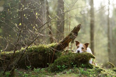 Ormanda yosunların üzerinde bir köpek. Jack Russell Terrier doğada. Evcil bir hayvanla yürü