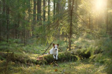 Ormanda yosunların üzerinde bir köpek. Jack Russell Terrier doğada. Evcil bir hayvanla yürü