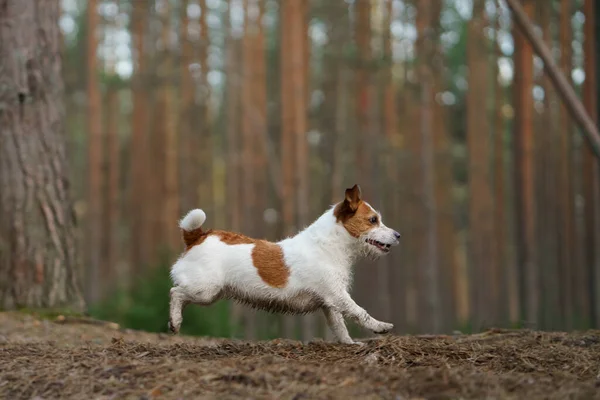 Perro corre en un bosque de pinos. poco activo jack russell en la naturaleza — Foto de Stock