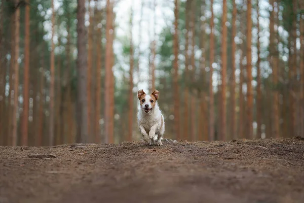 Perro corre en un bosque de pinos. poco activo jack russell en la naturaleza —  Fotos de Stock