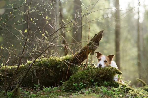 Cão na floresta no musgo. Jack Russell Terrier na natureza. Caminhe com um animal de estimação — Fotografia de Stock