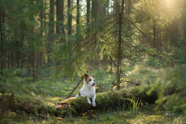 Cão na floresta no musgo. Jack Russell Terrier na natureza. Caminhe com um animal de estimação — Fotografia de Stock