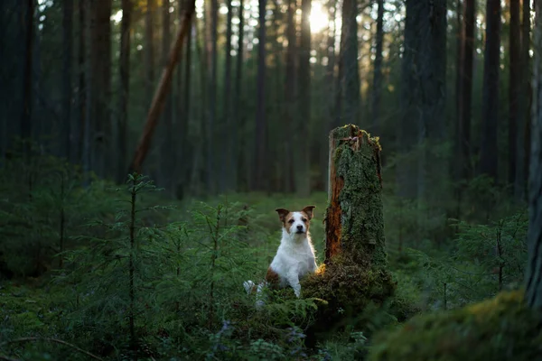 Pes v lese na mechu. Jack Russell Terrier v přírodě. Procházka s domácím mazlíčkem — Stock fotografie