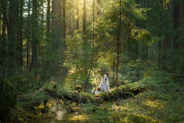 Hund i skogen på mossan. Jack Russell Terrier i naturen. Promenad med husdjur — Stockfoto