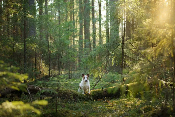 Σκύλος στο δάσος πάνω στα βρύα. Ο Τζακ Ράσελ Τεριέ στη φύση. Περπατήστε με ένα κατοικίδιο ζώο — Φωτογραφία Αρχείου
