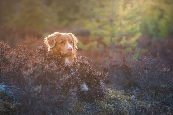 Cão nas cores da urze. Nova Escócia Duck Tolling Retriever na floresta, — Fotografia de Stock