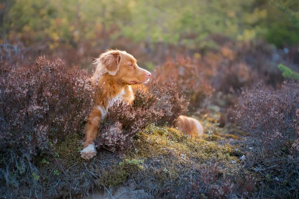 Hund in den Farben der Heide. Nova Scotia Duck Tolling Retriever im Wald, — Stockfoto