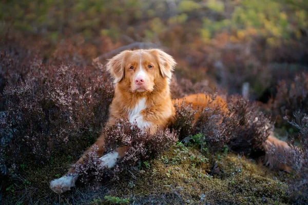 ヘザーの色の犬。ノバスコシアダックは森の中で取得します, — ストック写真